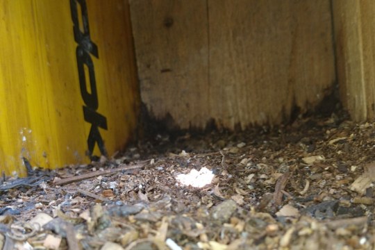 Wiedehopf_Nistkasten_Inneres | © Klaus Bäuerlein