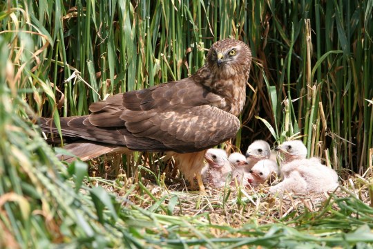 Wiesenweihe mit Jungvögeln | © Tunka Szdenek