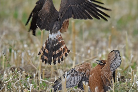 Zwei Jungvögel in der Bettelflugphase |© H. Henderkes