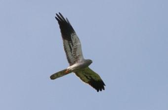 Wiesenweihe im Flug am Himmel | © Zdenek Tunka