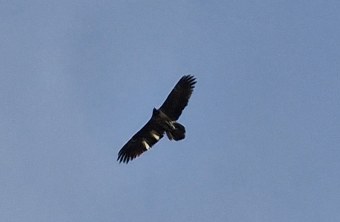 Wiggerl im April 2025 am Jenner | © Jasmin Bernstein