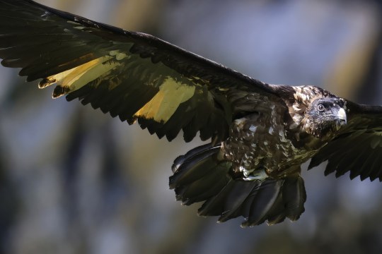 Wiggerl  |© Markus Leitner