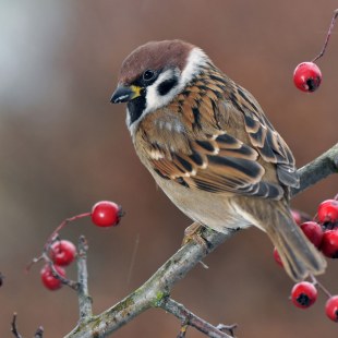 Feldsperling auf einem Ast mit Beeren | © Willi Kroll
