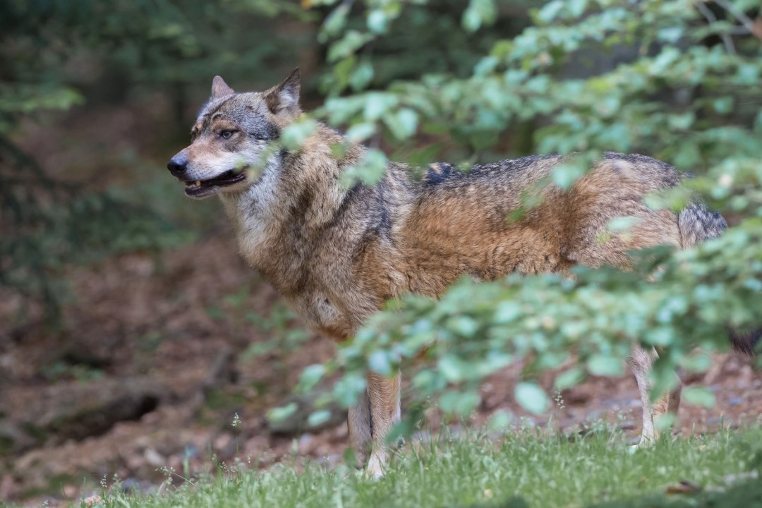 Ein Wolf steht aufmerksam zwischen den Bäumen, beobachtet die Umgebung | © Erich Obster