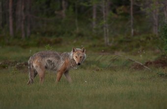 Wolf | © M. Waldhier