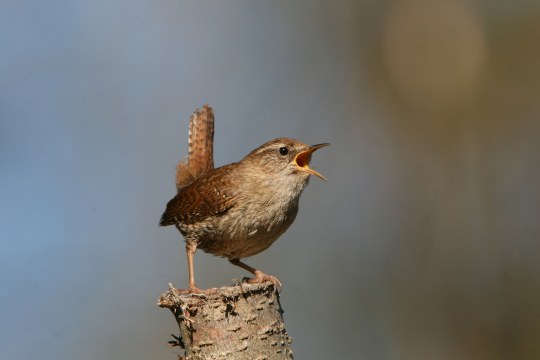 Ein Zaunkönig sitzt auf einem Ast | © Fünfstück