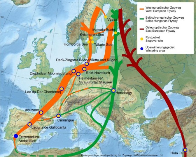 Kranichzugwege über Europa | © NABU-Kranichzentrum