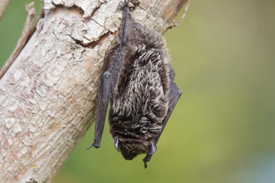 Zweifarbfledermaus hängt an einem Baum | © Ralph Sturm