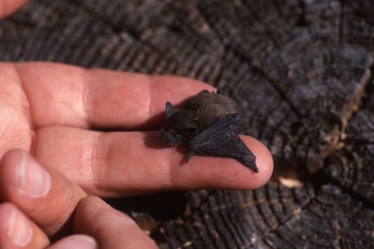 Zwergfledermaus auf einer Hand | © Hans-Joachim Fünfstück