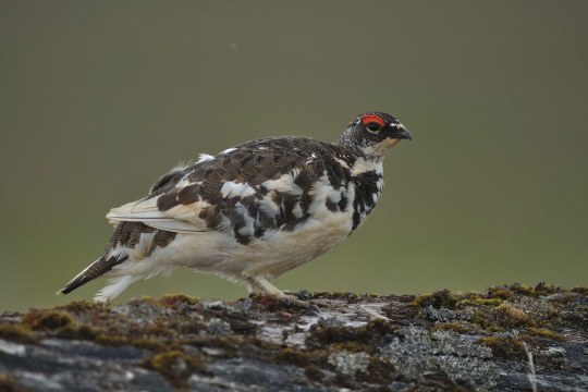 Alpenschneehuhn Männchen | © Henning Werth