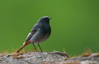 Die 30 häufigsten Gartenvögel LBV Gemeinsam Bayerns Natur schützen