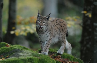 Luchs im Wald | © Henning Werth