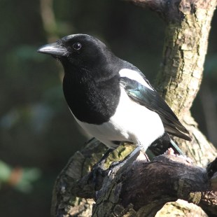 Elster auf einem Baum | © Reinhold Peisker
