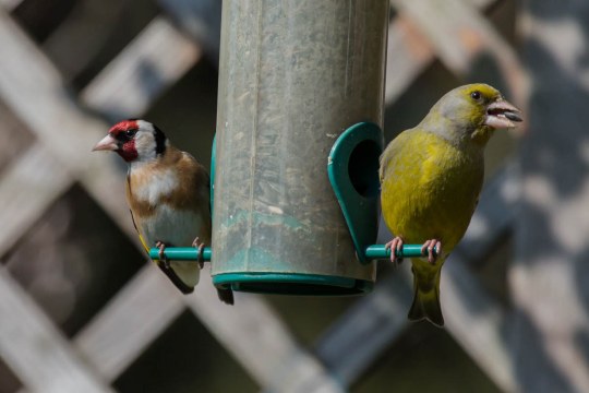Stieglitz und Grünfink sitzen zusammen an einer Futtersäule | © M. Schöne