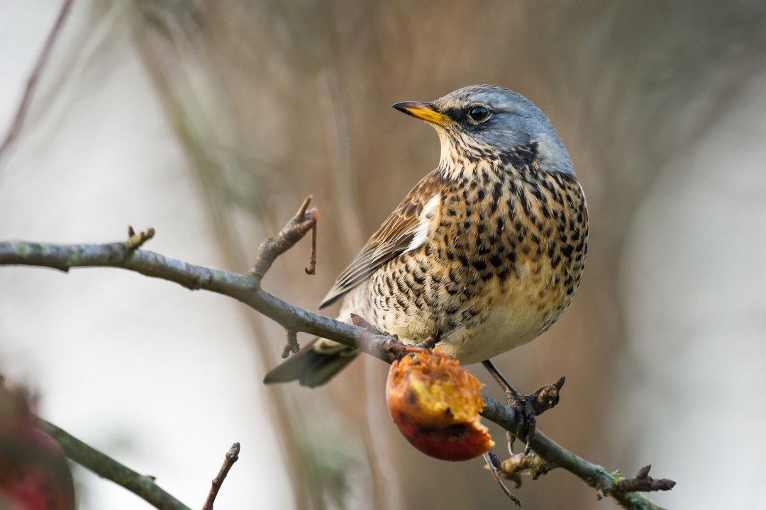 Wacholderdrossel sitzt auf einem Ast, an dem ein halb gefressener Apfel hängt | © Sebastian Grell