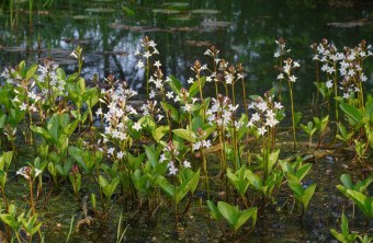 Fieberklee | © Andreas Hartl