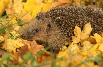 Igel - Tunka Zdenek