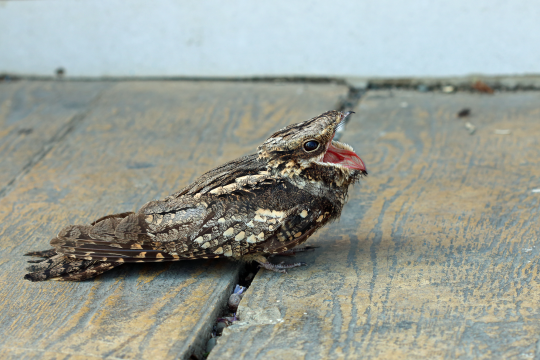Ziegenmelker sitzt auf Holzboden und hat seinen Schnabel geöffnet | © Frank Derer