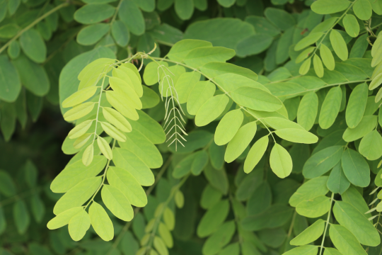 Robinienblätter | © Peter Bria