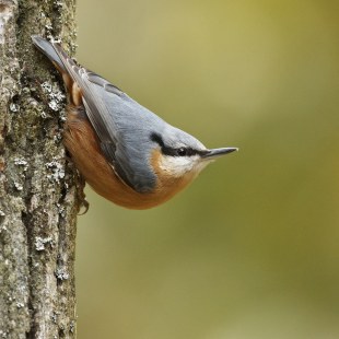 Kleiber | © Rosl Rössner