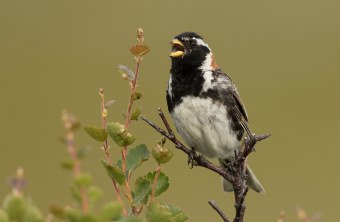 Spornammer singt auf Zweig | © Rosl Rößner