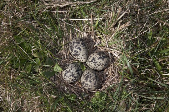 Kiebitzgelege | © M. Bosch