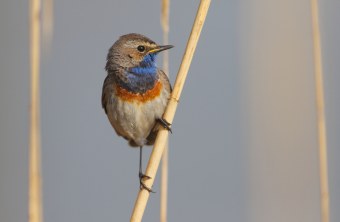 Blaukehlchen | © Stefan Masur