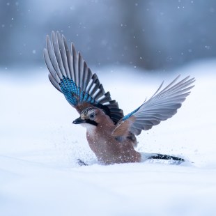 Eichelhäher | © Dr. Olaf Broders