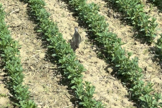 Kiebitz im Feld | © Christian Matthesius