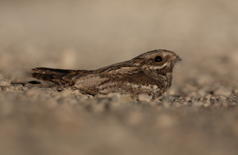 Wanderfalke an Nest in Felswand | © Zdenek Tunka