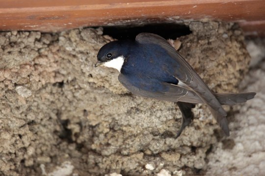 Eine Mehlschwalbe sitzt an ihrem Nest an einer Hauswand | © Ralph Sturm