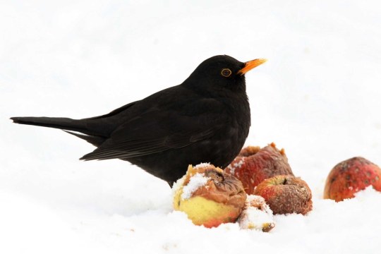Amsel | © Frank Derer