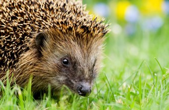 Igel | © Andreas Giessler