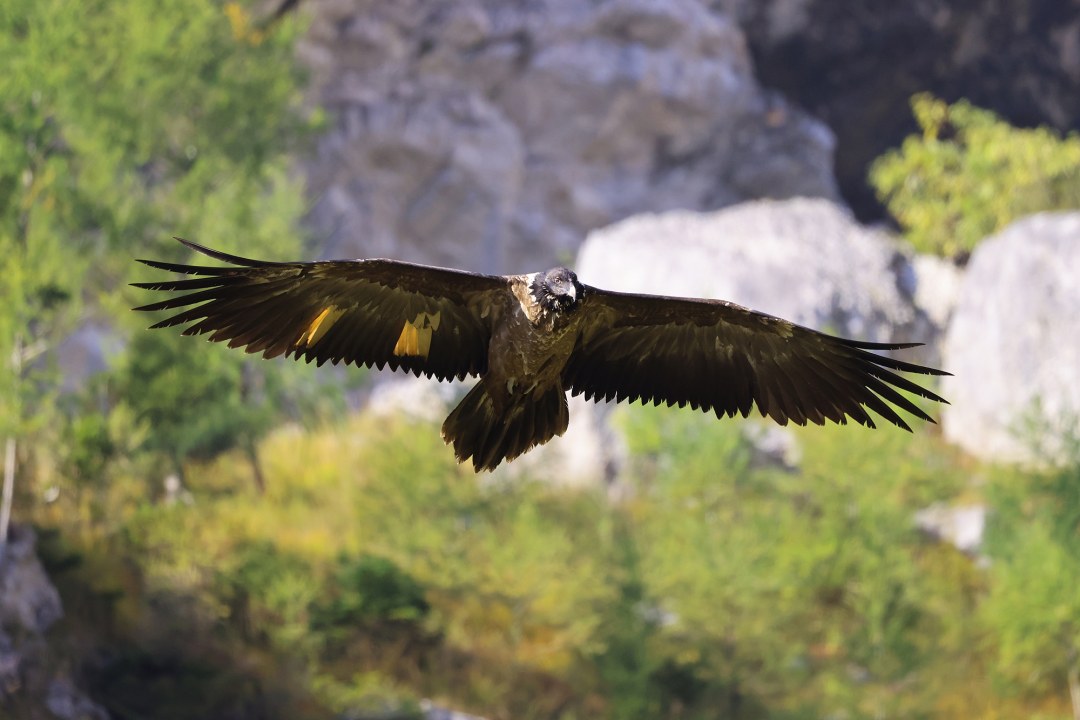 Wally im Flug | © Wally im Flug