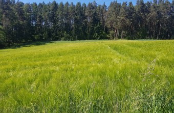 Ausgleichsfläche in Gebenbach| © LBV
