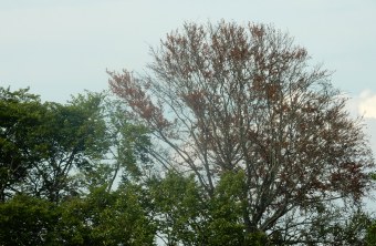 Abgestorbene Buche in der südlichen Oberpfalz vom 21. Juli 2019 | © Dr. Christian Stierstorfer