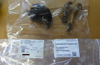 Abgetrennter Kopf und Beine eines Mäusebussards in einer Plastiktüte | © Markus Schmidberger