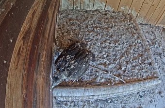 Ein Vogel ruht auf einem Nest im LBV-Naturreservat, umgeben von Federn und Holz. | © LBV