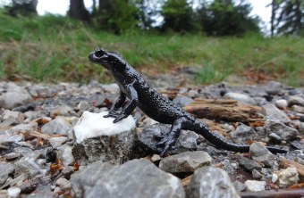 Schwarz Alpensalamander steht auf einem Stein | © Dr. Christoph Moning