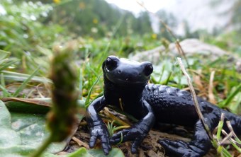 Alpensalamander schaut frontal in die Kamera, die am Boden liegt. Nahaufnahme | © alegria2014/CanvaPro