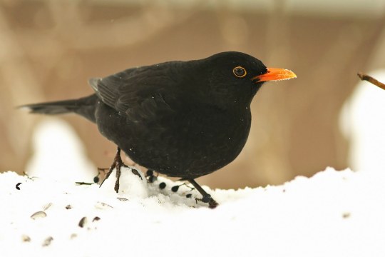 Amselmännchen im Schnee | © Nadine Wolf