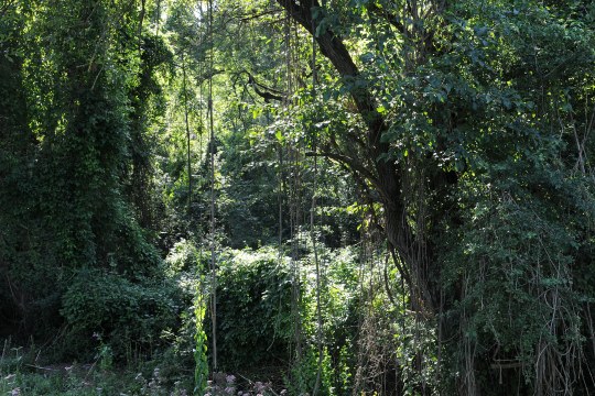 Auwald | © Dr. Eberhard Pfeuffer