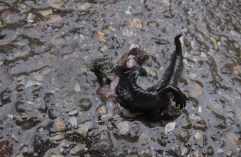 Toter Alpensalamander auf Straße | © Monika Schirutschke