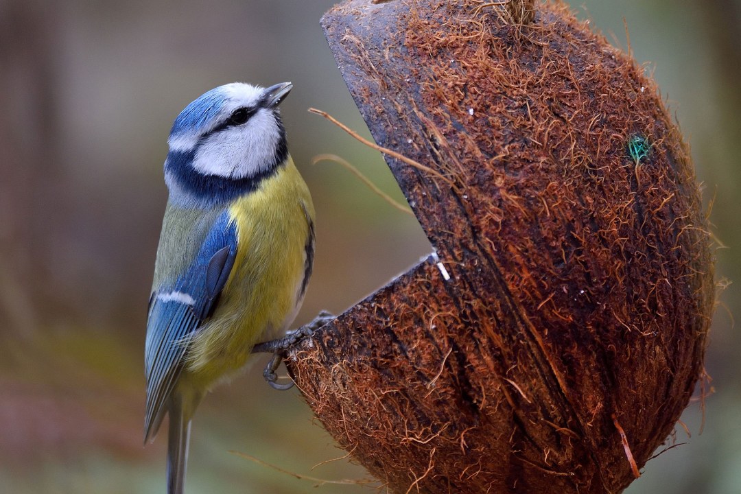 Blaumeise hängt an einer gefüllten Kokosnuss | © Günther Lamm