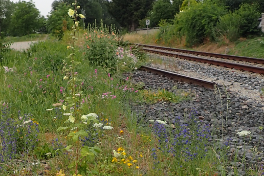 Artenreicher Bahndamm | © Patricia Danel