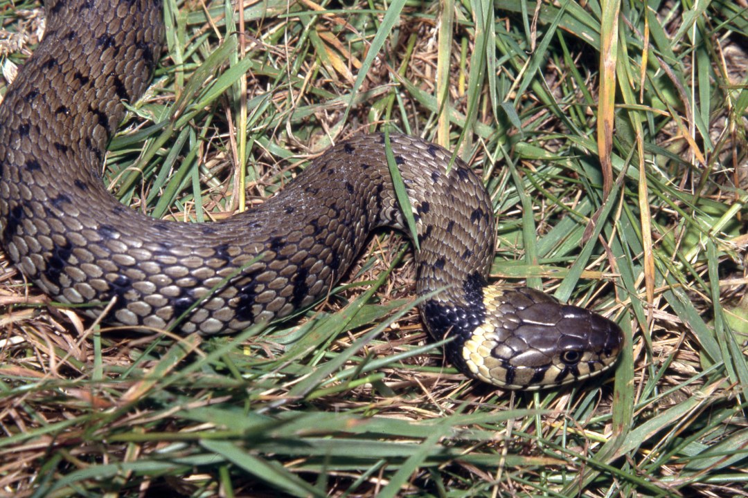 Barrenringelnatter | © Prof. Dr. Wolfgang Böhme