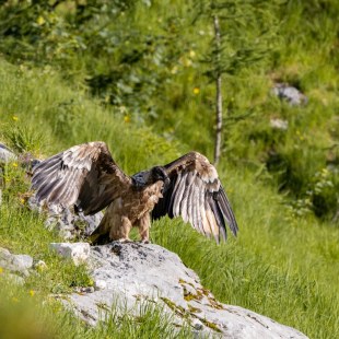 Bartgeier Bavarias erster Rastplatz in Freiheit  | © Richard Straub