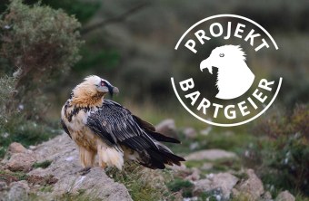 Bartgeier adult auf einem Felsen | © Hansruedi Weyrich