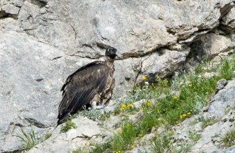Bartgeier Nepomuk in der Nische | © Richard Straub