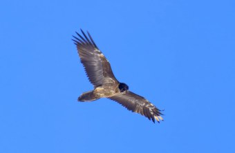 Sisi am Großvenediger | © Markus Leitner